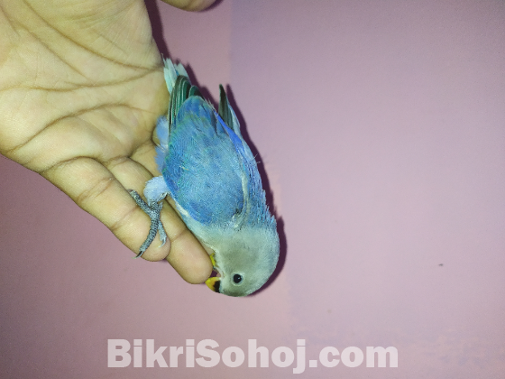 Lovebird volite offline